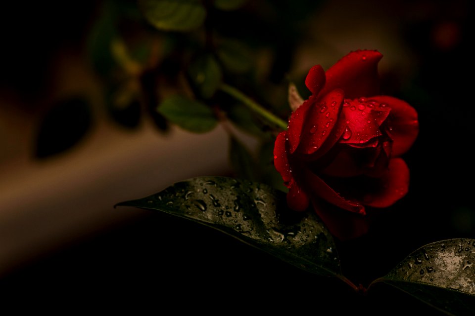 Una flor