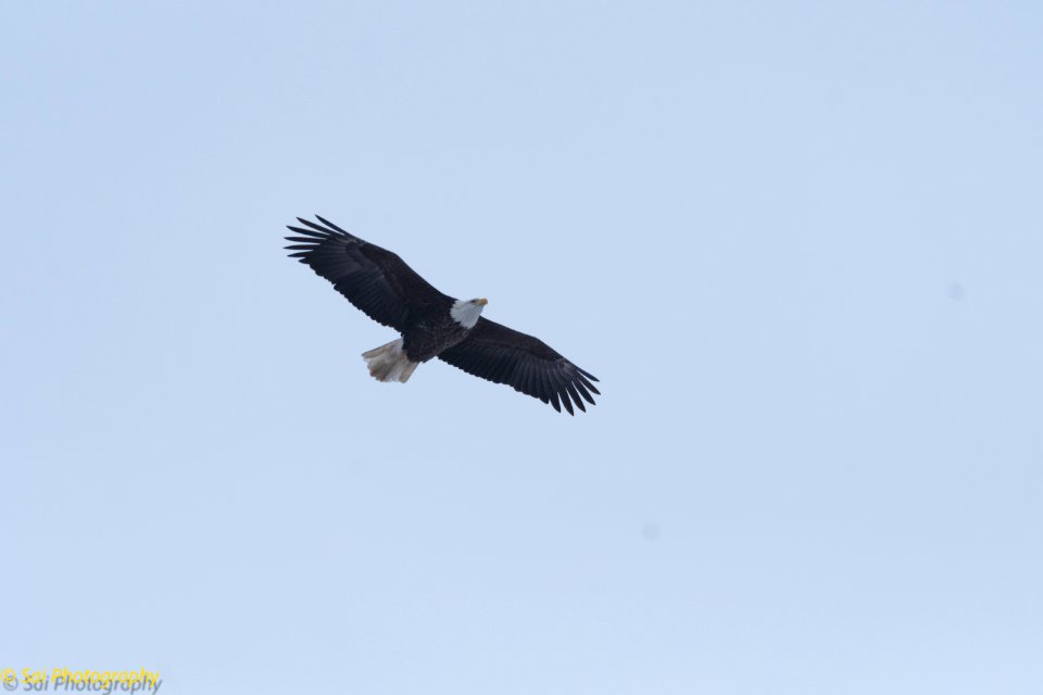 BaldEagle Soaring LockDam14 Jan26-1