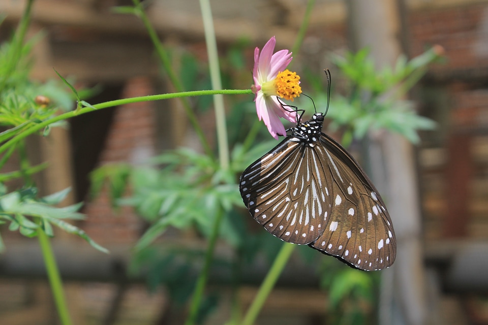 Butterfly brown insect