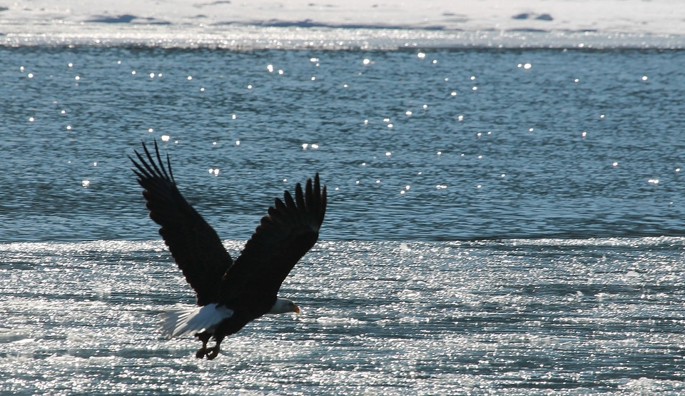Flying raptor bird