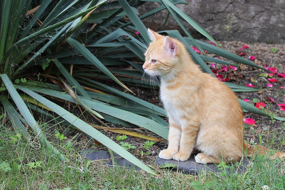 Hairy pet red