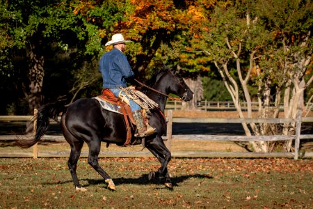 Whitehall Equestrian