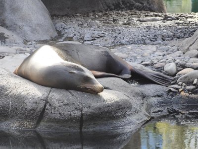 Sea Lion [4280133]