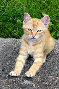 Hairy pet red