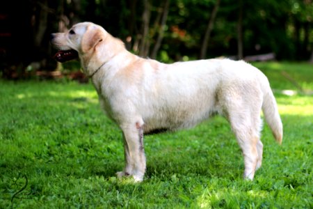 boonfield (28)