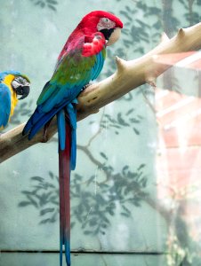 Macaws [4280066]