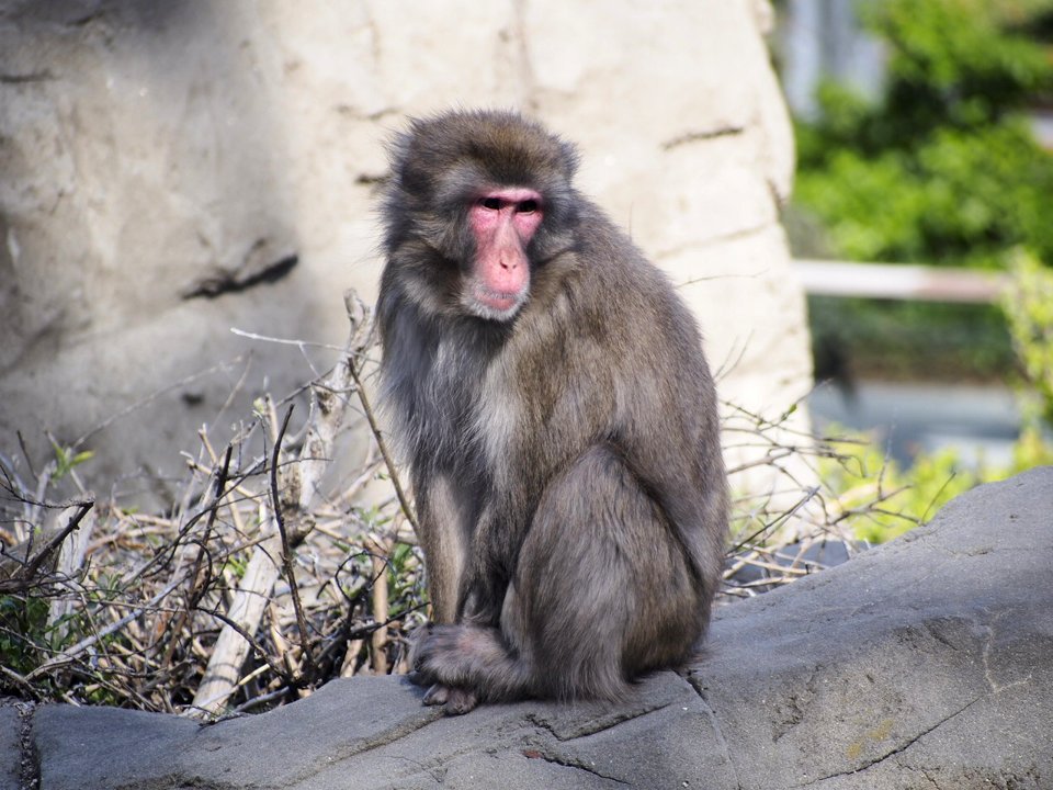 Snow Monkey [4280051]