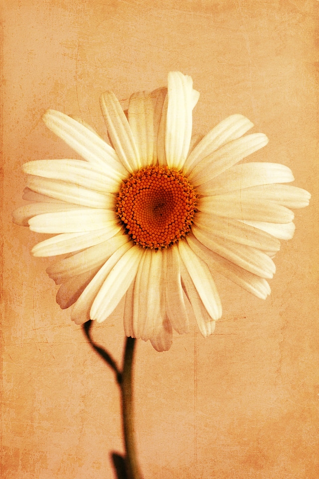 Spring white floral