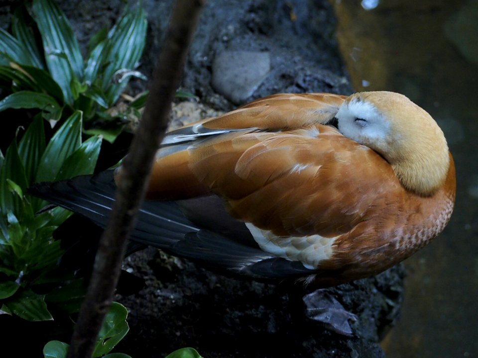 Blinky Duck [4280115]