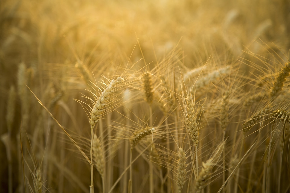 Beautiful landscape gold yellow