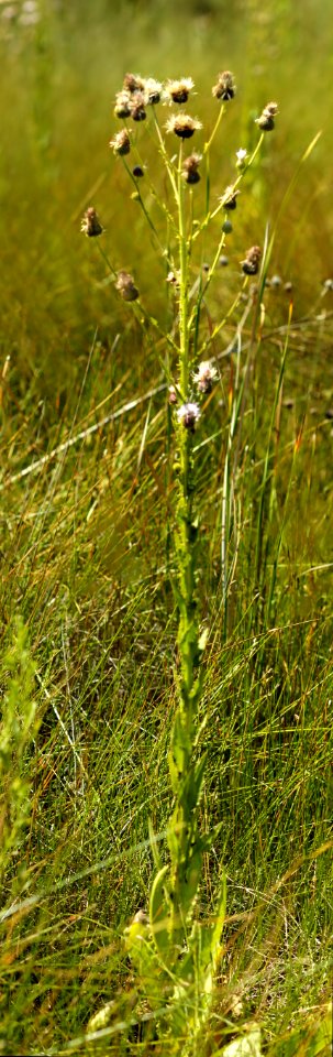 wright's marsh thistle