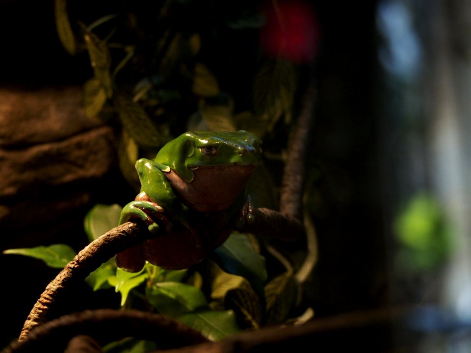 Waxy Frog [4280095]