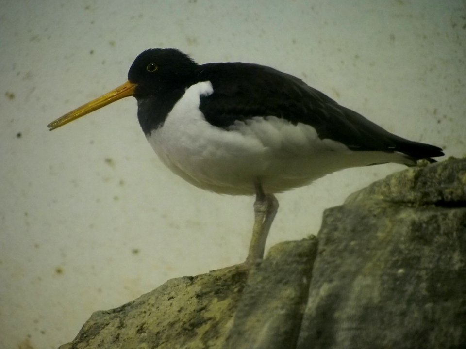 Oystercatcher [4280028]