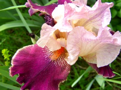 Iris