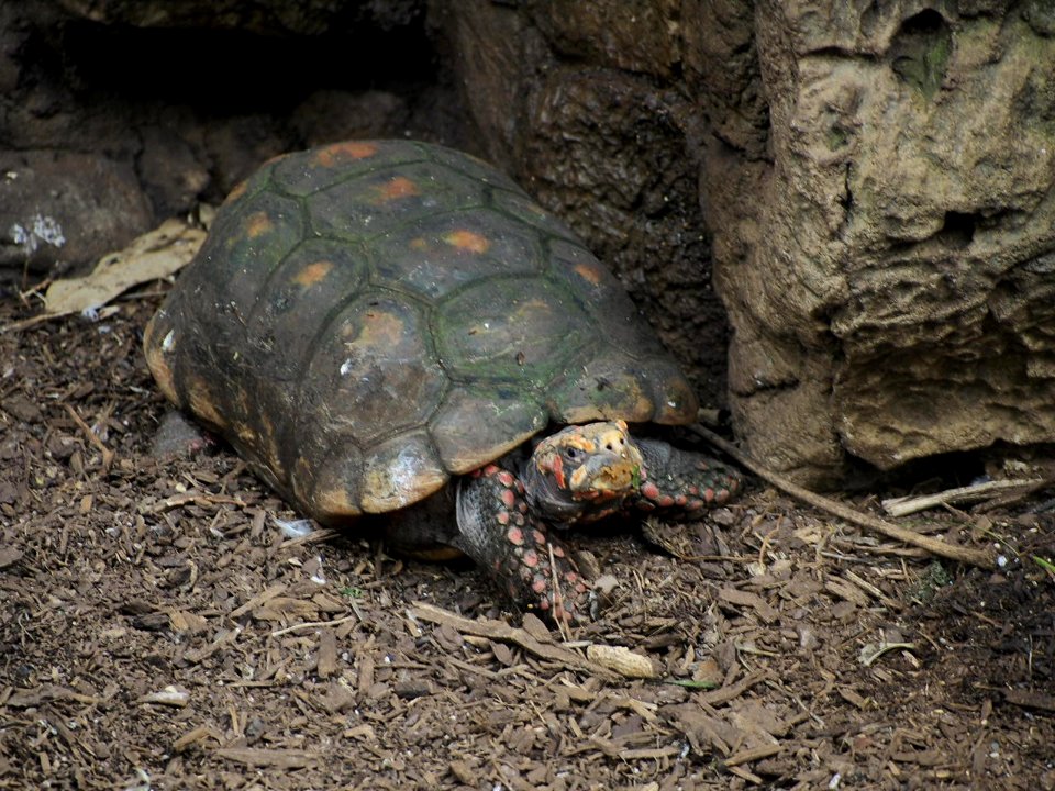 Tortise [4280078]