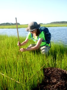 Vegetation Monitoring (NPS Photo)