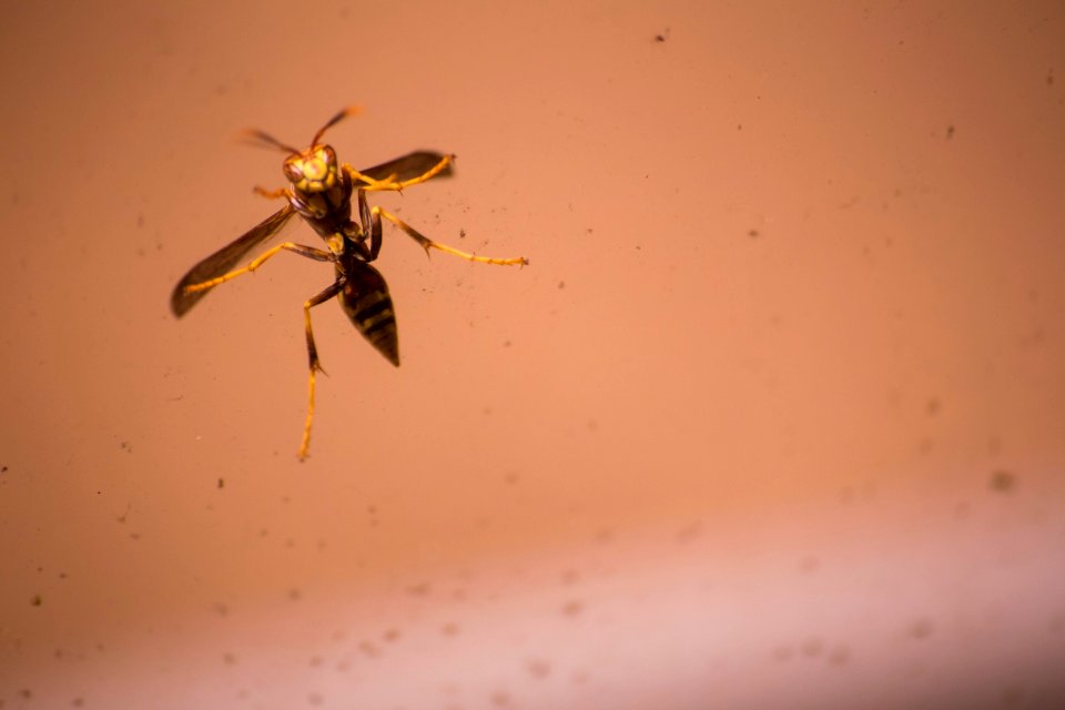 Wasp