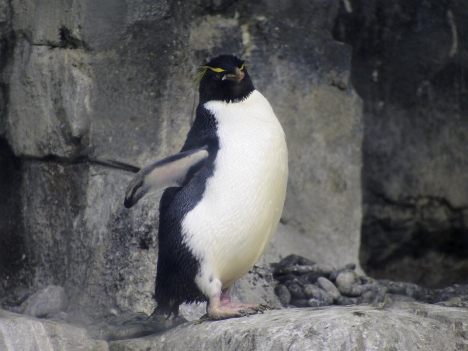 Penguins [4280008]