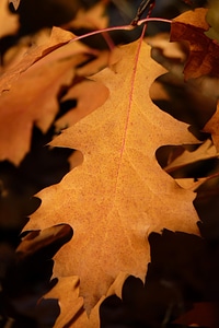 Leaf autumn tree photo