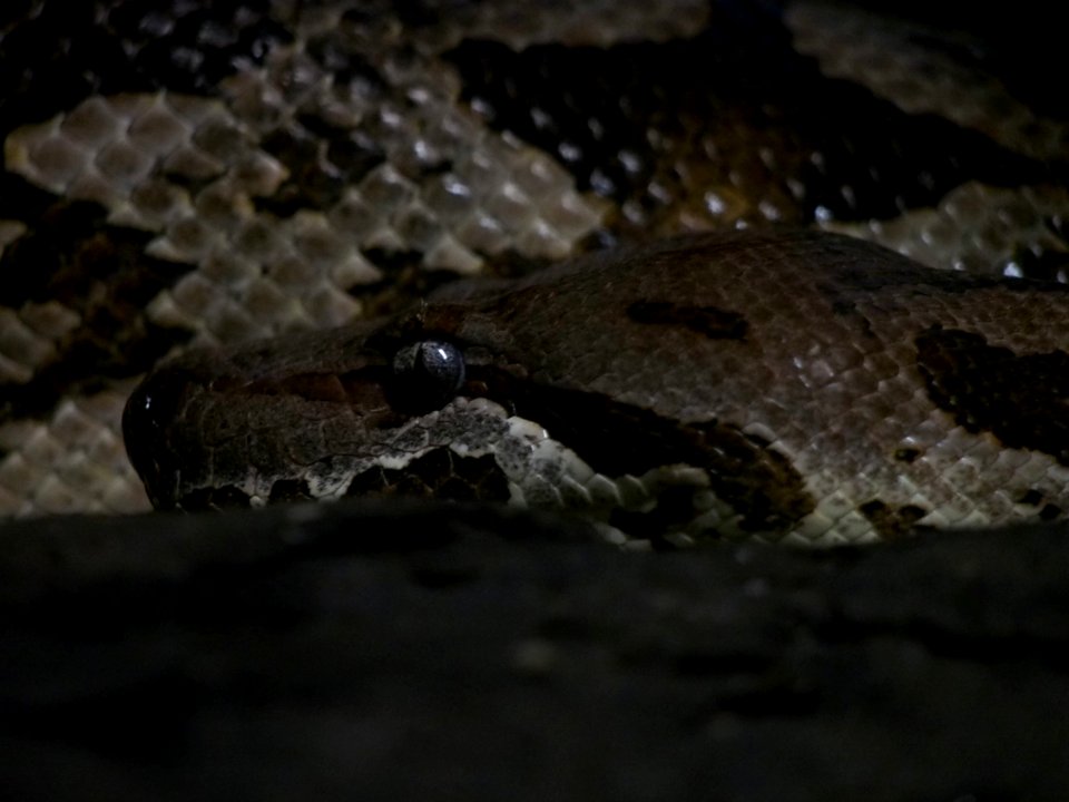 Snake Head [4280092]