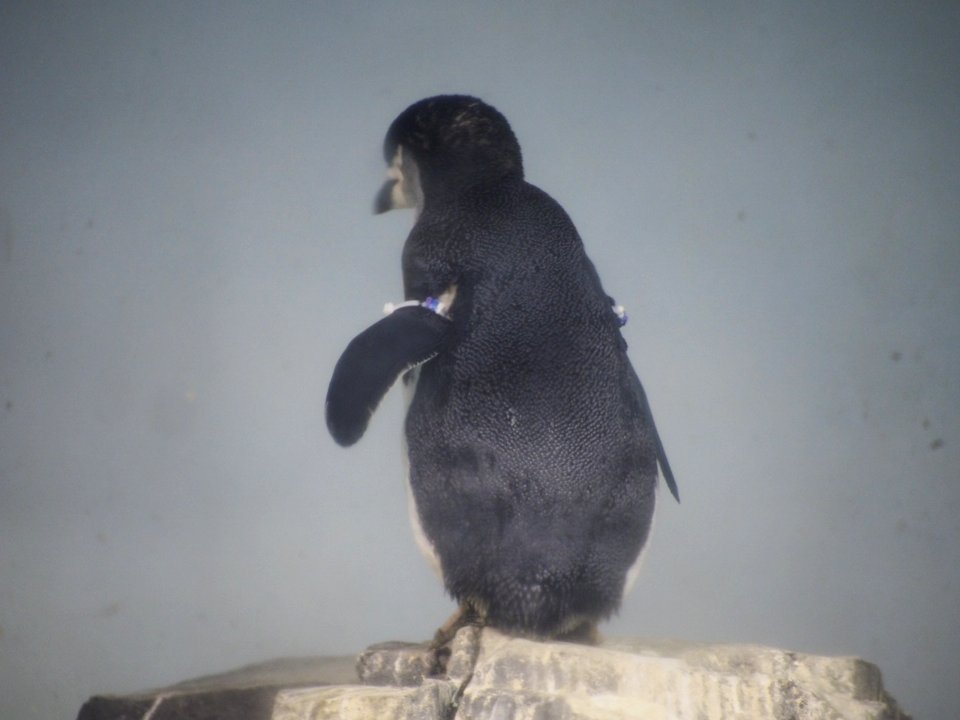 Penguins [4280005]