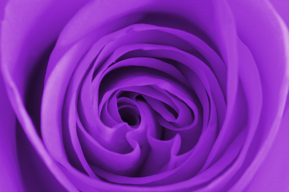 Purple flower floral natural photo