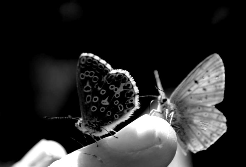 Black and White HDR Collection
