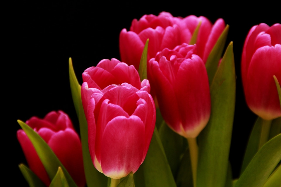Lily plant ornamental flower