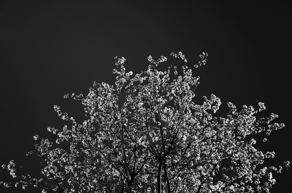 Nature spring cherry
