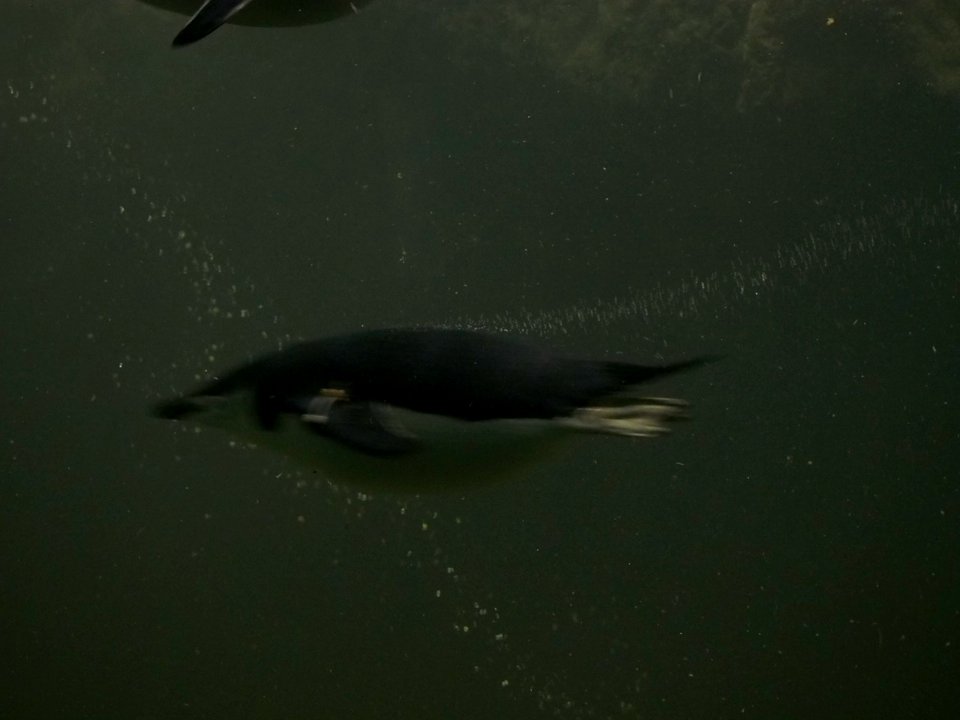 Penguins [4280015]