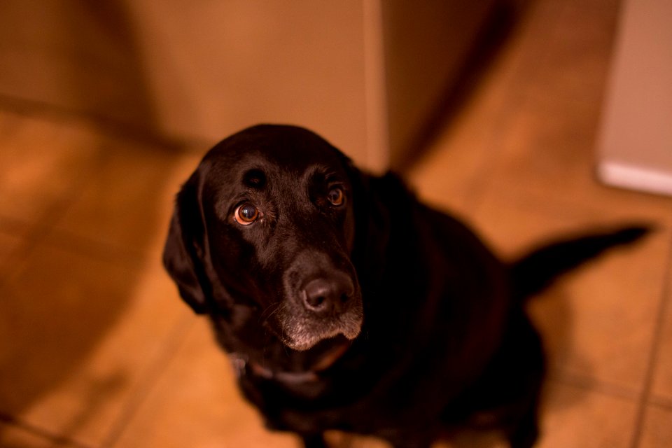 Lab
