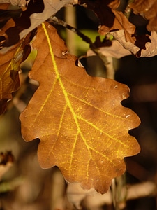 Autumn oak yellow photo