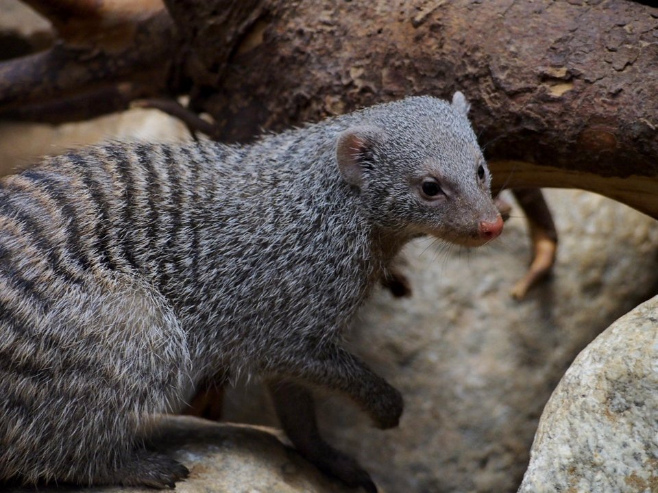 Banded Mongoose [4280105]