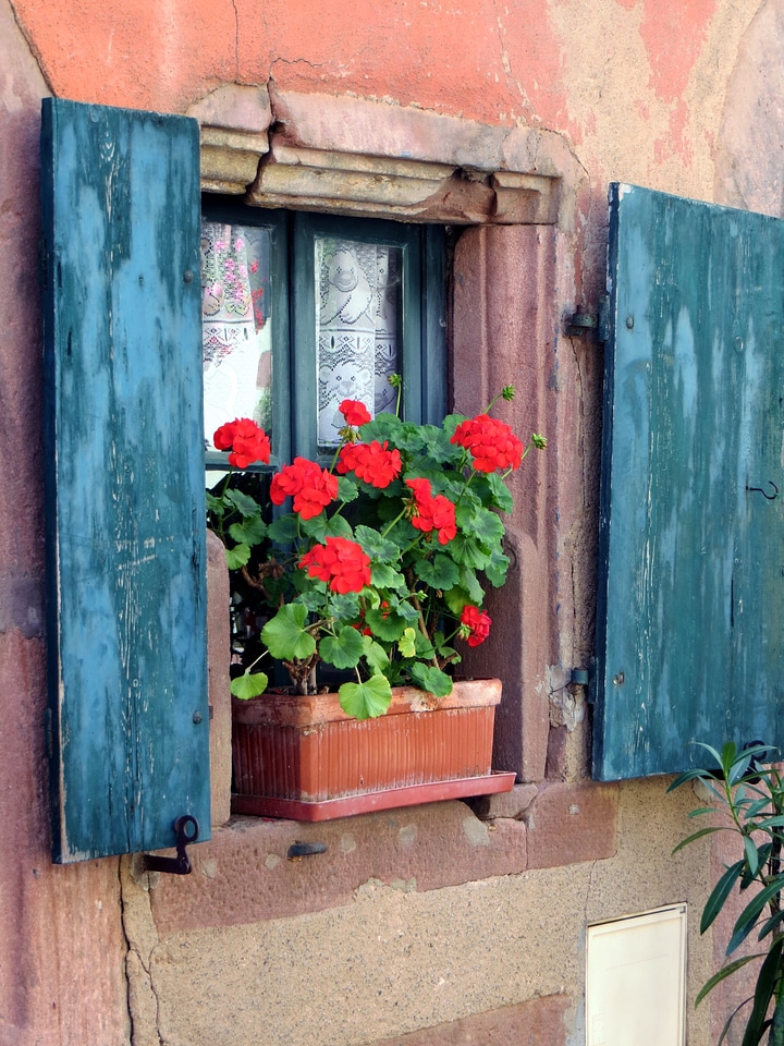 Hauswand alsace riquewihr