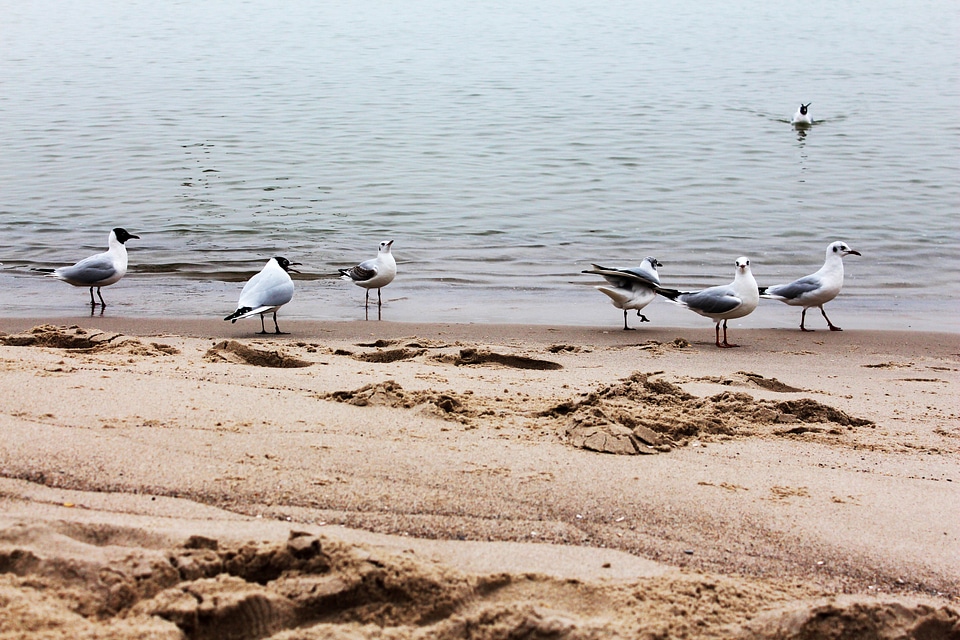 Bird baltic sea gull photo