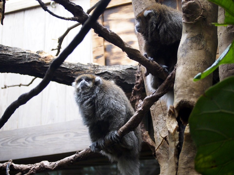Lemurs [4280096]