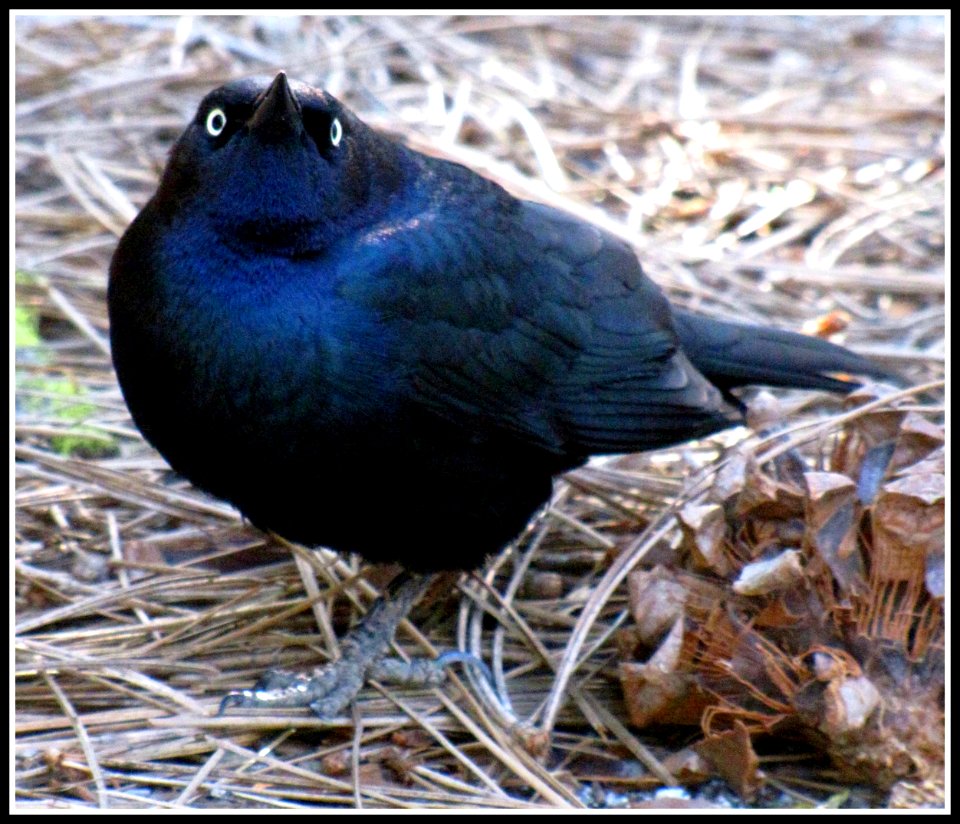 Birds of Yosemite National Park, Great tail Grackle, Assertive Behaviour