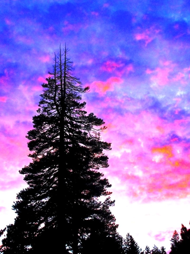 Pink Sky Pine Tree, Lake Tahoe