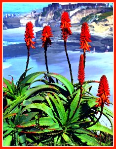 Orange Aloe Tropical Flowers, California