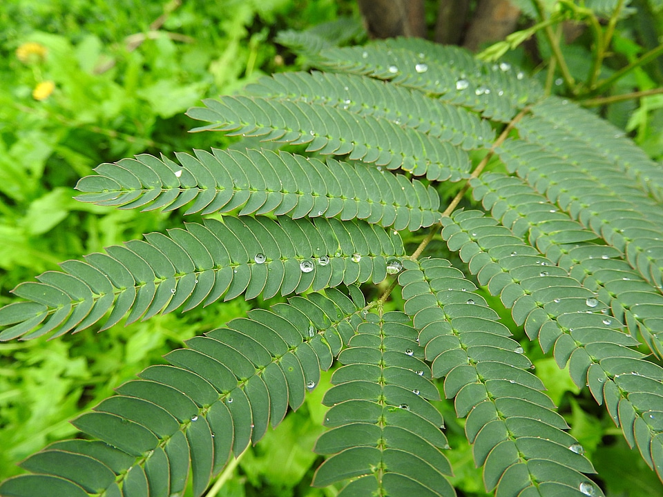 Fern green dewdrop morgentau