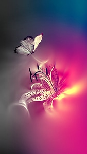 Butterflies pink bug