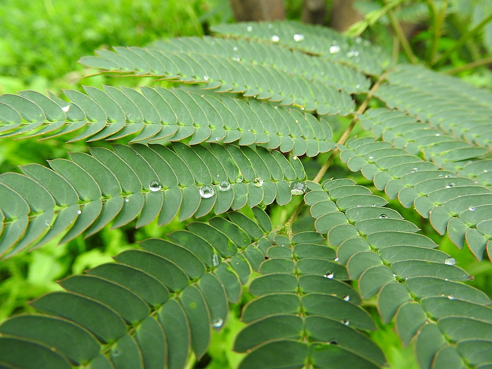Fern green dewdrop morgentau