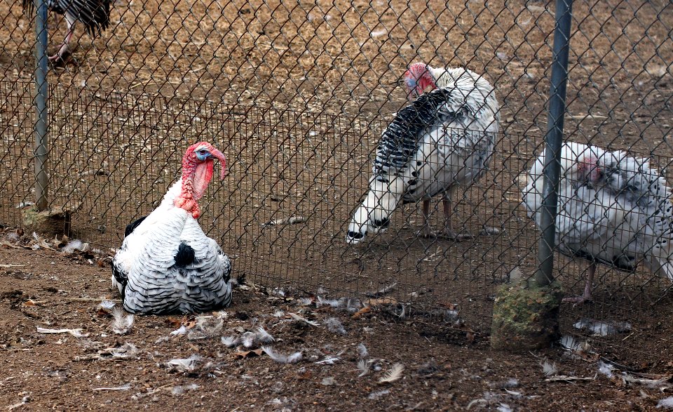 Suson Farms - February