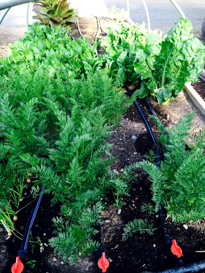CSU Ext Vegetable Gardens