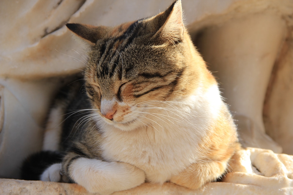 Shadow calm kitten photo