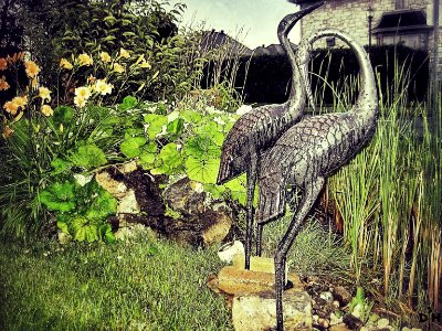 Black Storks
