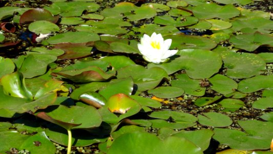 En el Jardin Botanico...  nenufares en flor