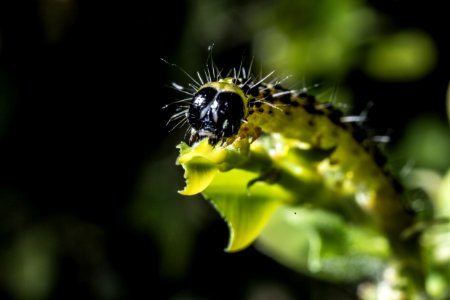 Something is eating my Butterfly Bush photo