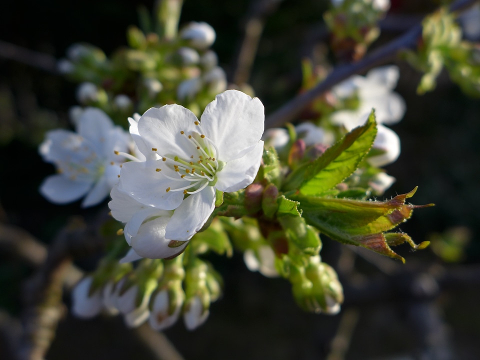 Cherry tree cherry branch white photo