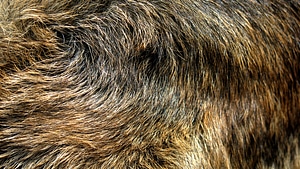 Fur wolf alsatian photo